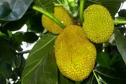 کشف درخت نان |  ویژگی‌های میوه نان 