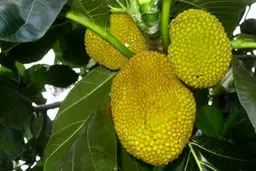 کشف درخت نان |  ویژگی‌های میوه نان 