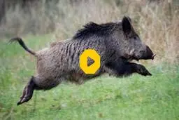 لحظه زنده‌گیری خطرناک و پرهیجان یک گراز با دست خالی؛ جنون یا مهارت؟ + ویدئو 