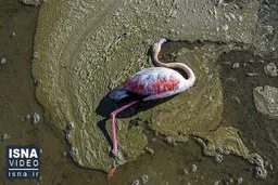 آغاز تلاشی جهانی برای احیای تالاب هامون