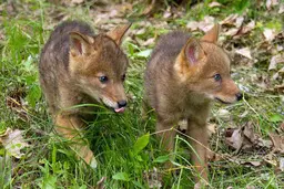 لحظات کمتر دیده‌شده از توله‌گرگ های پارک ملی گلستان +ویدئو