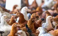 هشدار دامپزشکی خوزستان  |   مرغ زنده نخرید