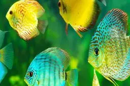 بدون ماهی زندگی ما چه چیزهایی کم دارد؟ | می‌خواهم زنده بمانم