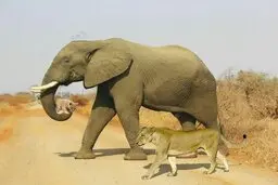  بخشش حیوانات زیباترین عکس جهان
