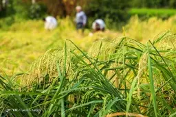 واردات برنج ۵۰ درصد کاهش یافت؛ قیمت هر کیلو برنج خارجی بالای ۲۰ هزار تومان