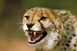 این یوزپلنگ‌ها در 6 سال گذشته تلف شدند + عکس