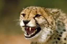 این یوزپلنگ‌ها در 6 سال گذشته تلف شدند + عکس