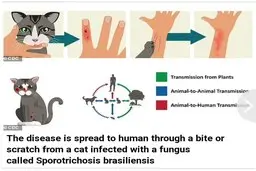 شیوع یک بیماری قارچی جدید از گاز گرفتن گربه! + عکس