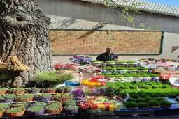 آواز خواندن عمو نوروز در خیابان‌های پایتخت، در آستانه‌ی بهار+ویدئو