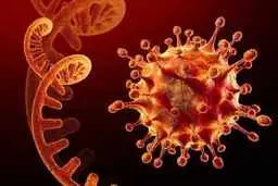 اومیکرون  چقدر خطرناک است؟ | گونه جدید تا چه اندازه خطرناک است؟