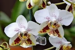 ارائه راهکاری برای تولید گلخانه‌ای ارکیده|امکان کسب سهمی از بازار دومین محصول گلدانی گلدار دنیا