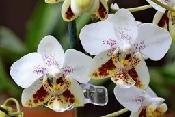 ارائه راهکاری برای تولید گلخانه‌ای ارکیده|امکان کسب سهمی از بازار دومین محصول گلدانی گلدار دنیا