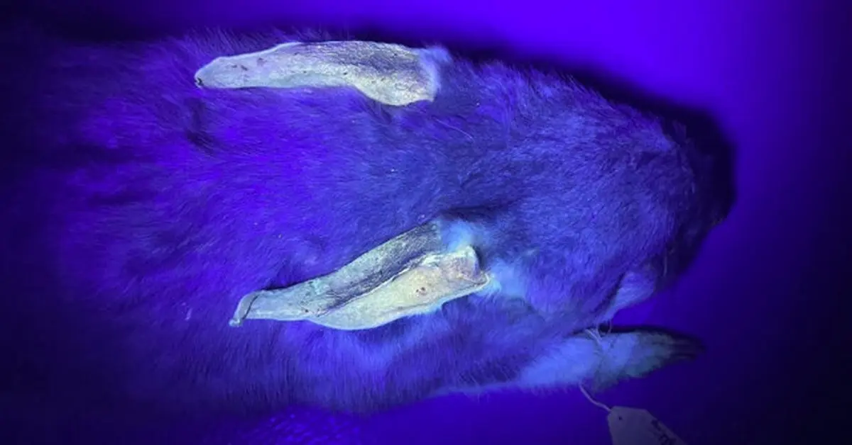  حیوانات جدیدی در استرالیا که در تاریکی می درخشند