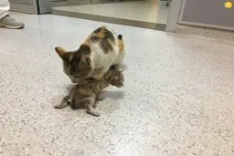 تصویرگربۀ مادر بچه‌اش را به بیمارستان برد! 