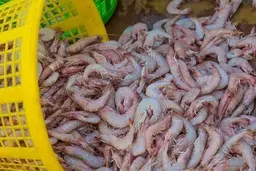 ماجرای صادرات میگوی ایرانی چیست؟