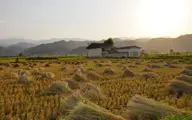 برداشت برنج از مزارع مرزی آستارا