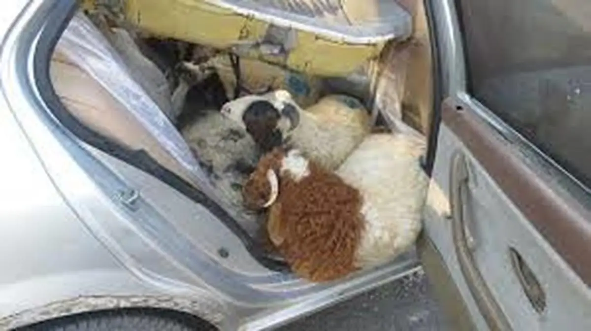 قاچاق 13 راس گوسفند در داخل یک سمند