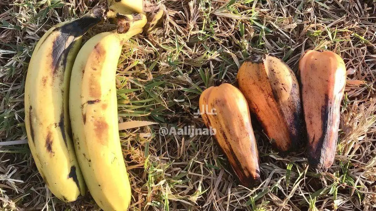 گیاه عجیبی که می‌تواند اَبَر غذایی برای ساکنان زمین باشد!