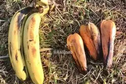 گیاه عجیبی که می‌تواند اَبَر غذایی برای ساکنان زمین باشد!