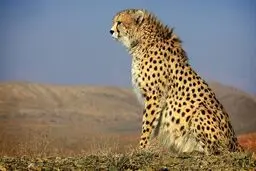 
مشاهده یوزپلنگ ایرانی در یزد پس از ۶ سال
