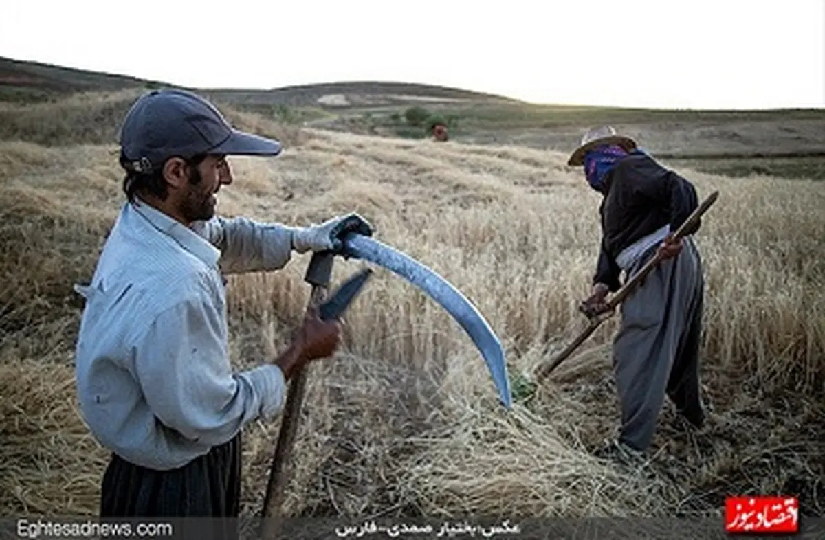 کشت دیمی گندم به روایت یک گزارش تصویری