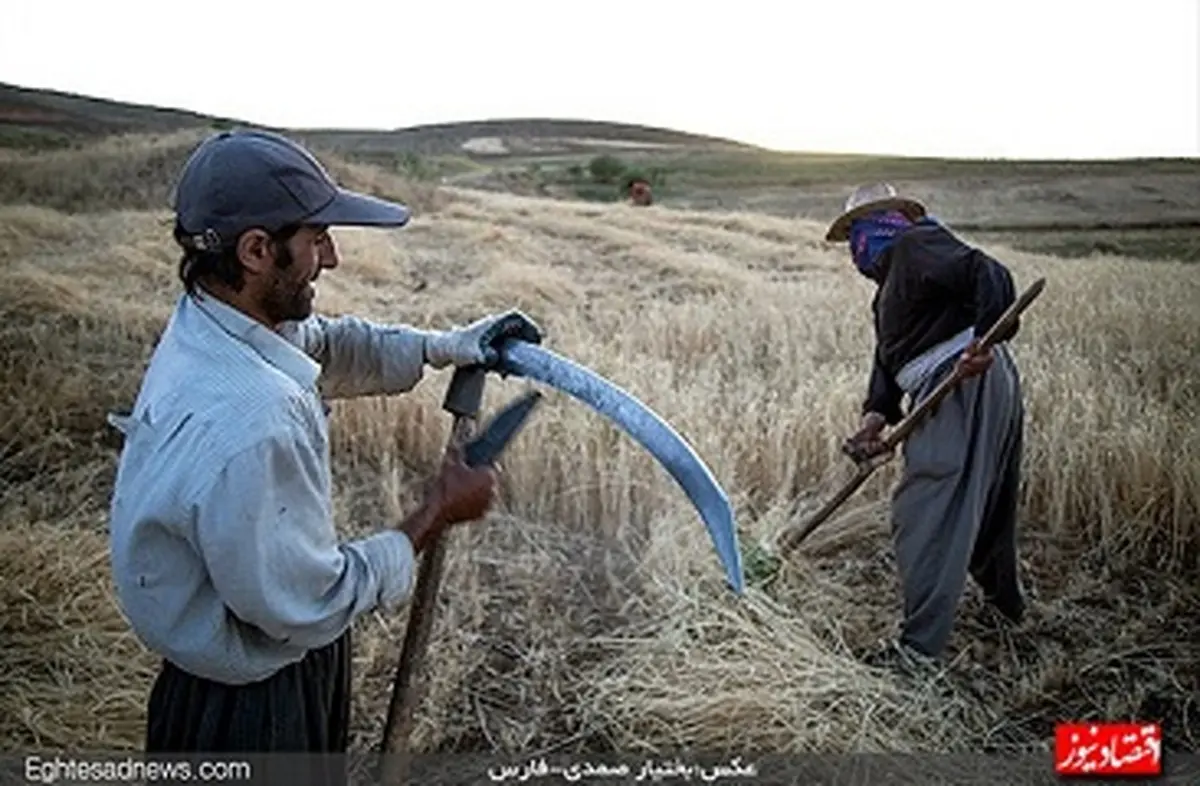 کشت دیمی گندم به روایت یک گزارش تصویری