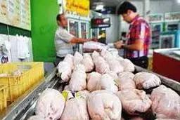 قیمت مرغ پایین می آید؟