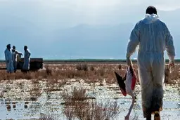 شایعه سم‌پاشی میانکاله و ترویج یک رویه