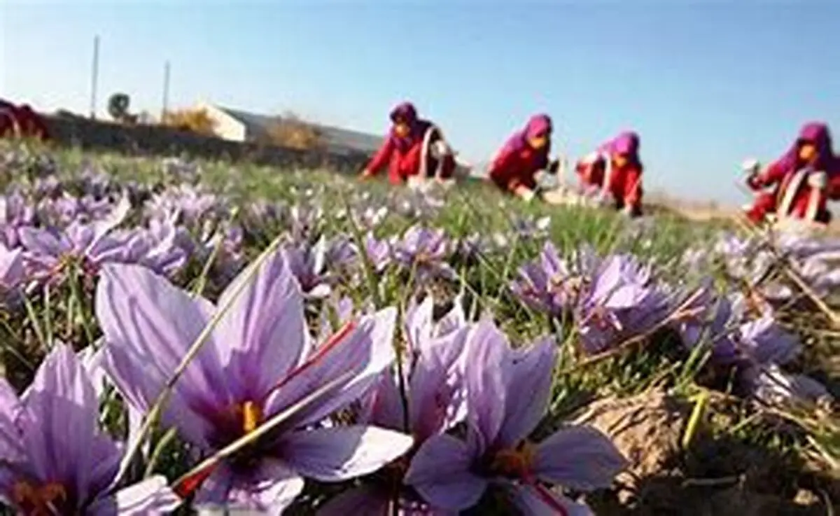 تمرکز ۹۰ درصدی کشت در خراسان رضوی | جایگاه بی‌رقیب در تولید جهانی