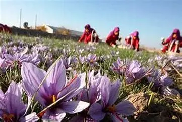  کاشت زعفران خانگی؛ با چند گلدان صاحب محصول شوید
