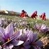  کاشت زعفران خانگی؛ با چند گلدان صاحب محصول شوید