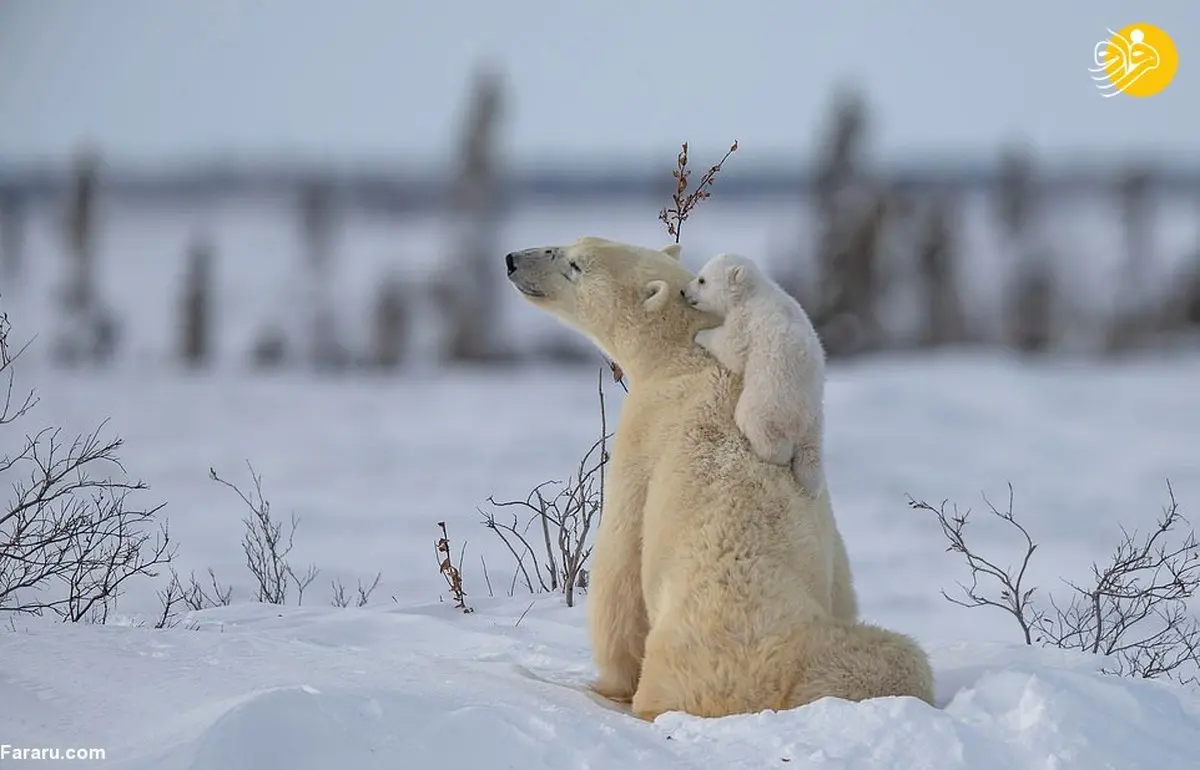 بازیگوشی توله‌های خرس قطبی در سرمای منفی ۴۰ درجه 