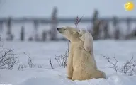 بازیگوشی توله‌های خرس قطبی در سرمای منفی ۴۰ درجه 