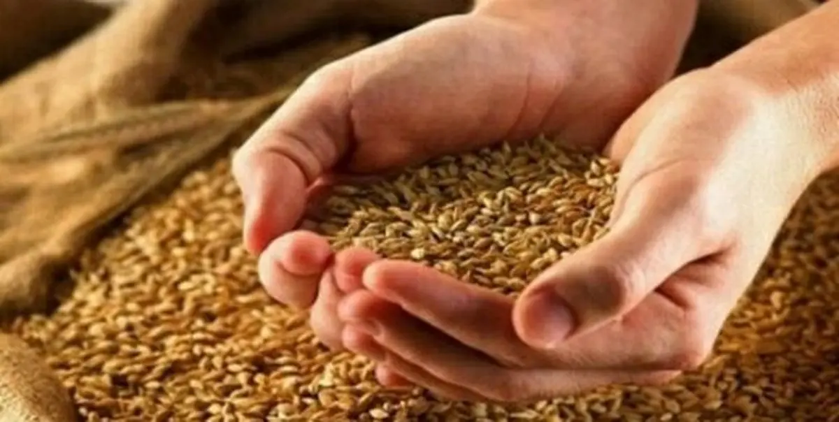 قیمت گندم و ذرت در بازارهای جهانی ارزان شد