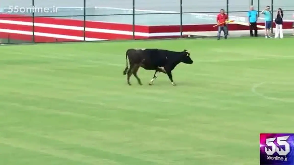 ویدیو : آمدن یک گاو وسط زمین فوتبال در حین یک بازی دوستانه در بلغارستان