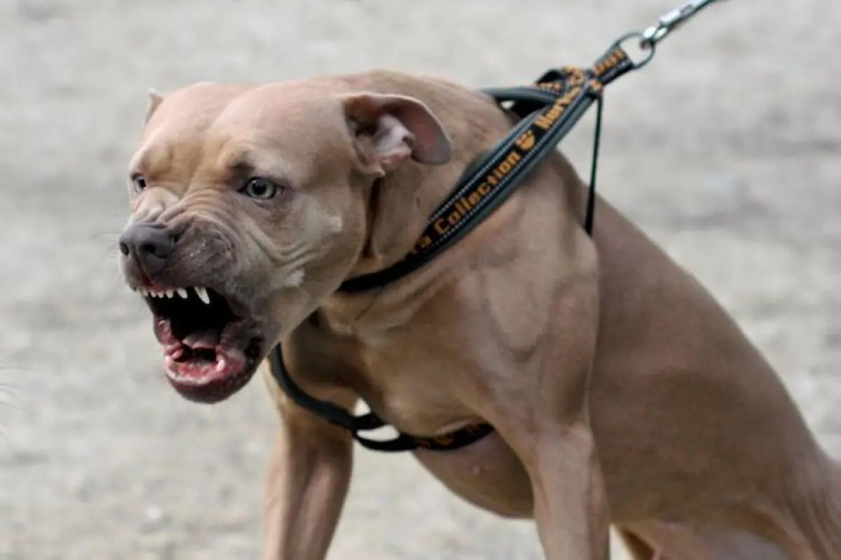 حمله سگ "پیت‌بول" به دو شهروند در خیابان دزاشیب