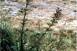 
 بخار حاصل از جوشیدن گیاه تشنه‌داری درد و عفونت گوش را از بین می‌برد.
