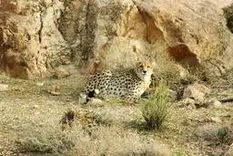 ۹۰ ٪ از گونه‌های جانوری جهان تا سال ۲۰۵۰ جایی برای زندگی ندارند