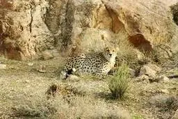 ۹۰ ٪ از گونه‌های جانوری جهان تا سال ۲۰۵۰ جایی برای زندگی ندارند