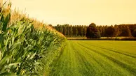 اسناد مالکیت اراضی کشاورزی در نمین صادر می‌شود