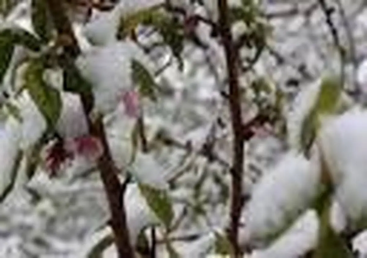 سرمازدگی باغات در راه است