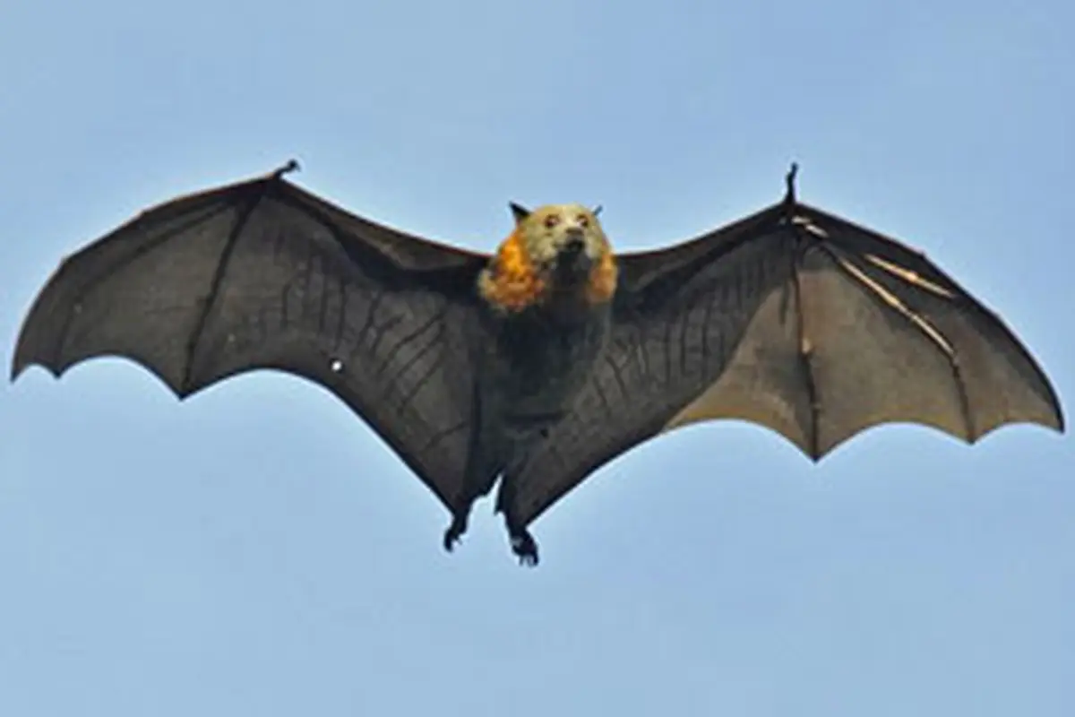 ویروس‌های جدید در خفاش‌ها تقریبا مشابه سارس-کووید-۲ یافت شد