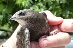 رازهای باورنکردنی زندگی بادخورک‌ها  | راهنمای نجات پرنده زخمی