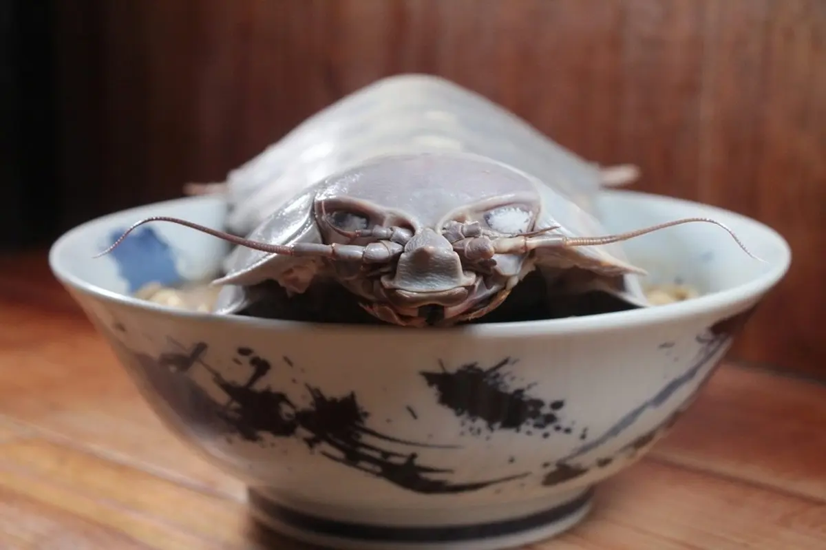 ظاهر وحشتناک یک کاسه سوپ در تایوان | چطوری اینو میخورن! + عکس