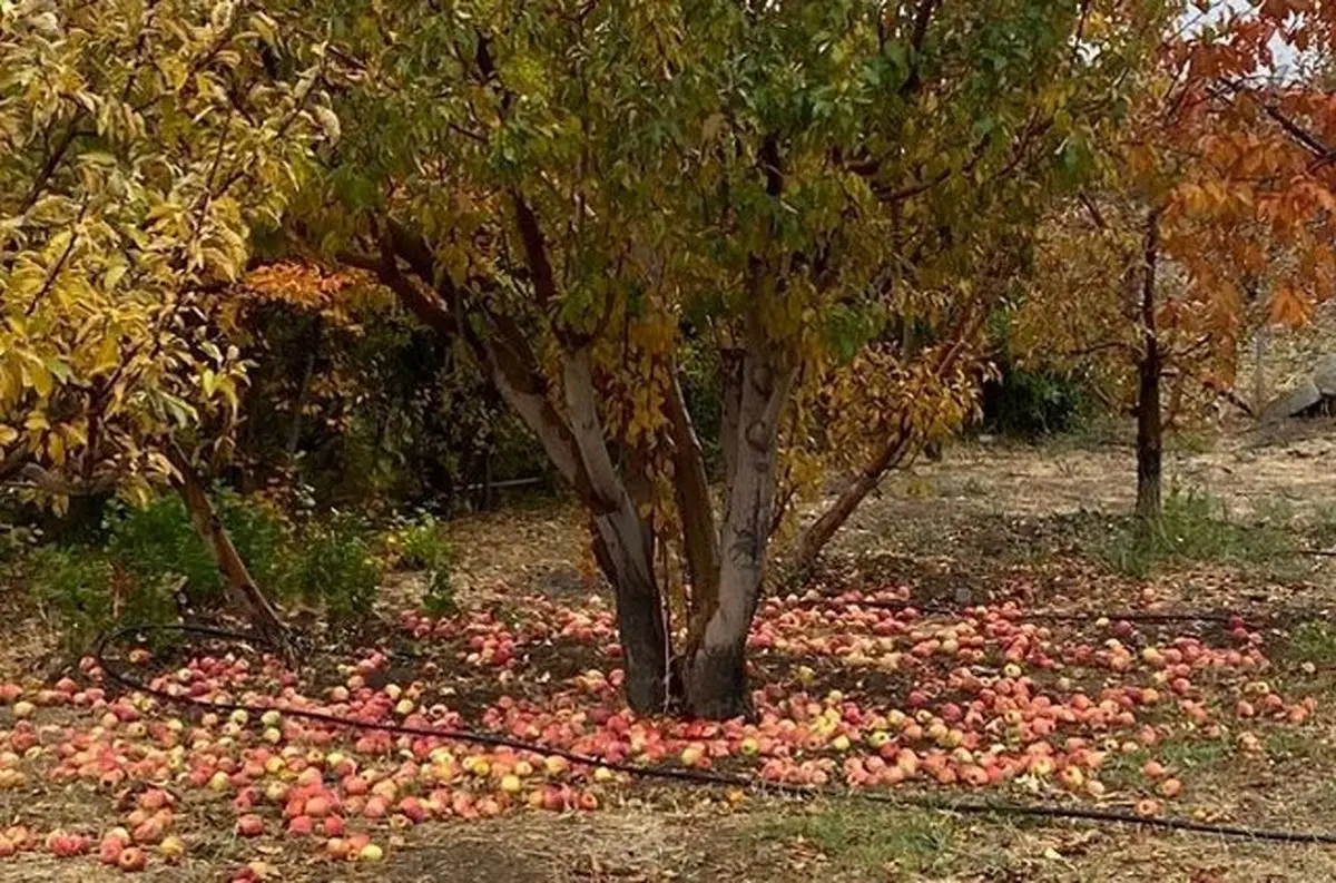 ۸۰۰ هزار تن سیب در سردخانه‌ها باقی مانده است