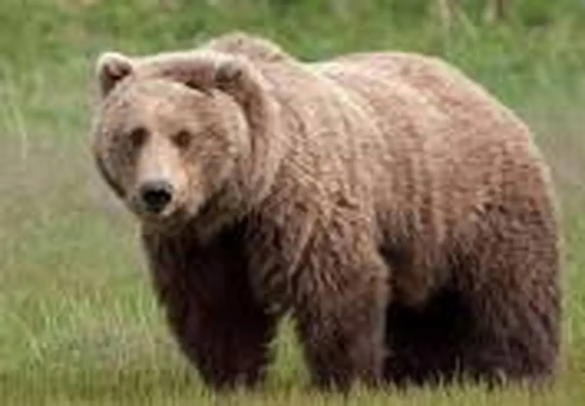 یک قلاده خرس قهوه ای در تصادف جاده‌ای خراسان شمالی تلف شد