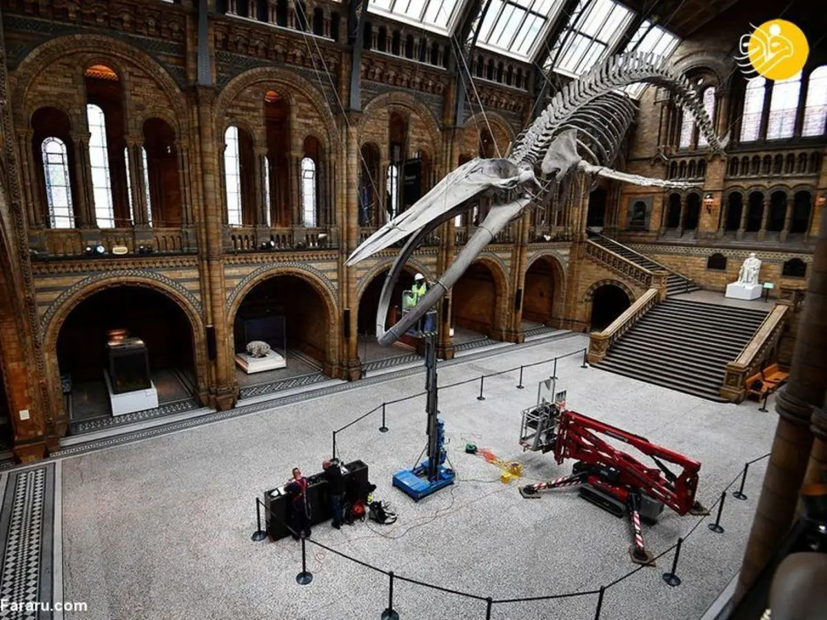 بازگشایی موزه تاریخ طبیعی لندن +عکس