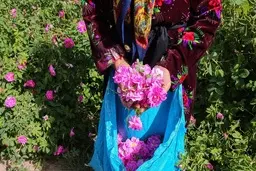 برداشت گل و تهیه گلاب ناب محمدی در باغ‌های آستان حضرت معصومه‎ 