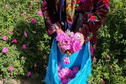  برداشت گل و تهیه گلاب ناب محمدی در باغ‌های آستان حضرت معصومه‎ 