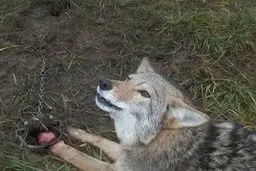 لحظه‌ی آب دادن این مرد به گرگ تشنه در بیابان | چجوری از هیبت این گرگ نترسید؟ + ویدئو